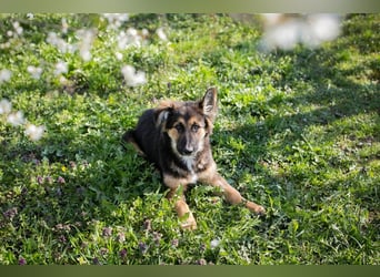Chip 239982: Hundekind sucht ein Zuhause