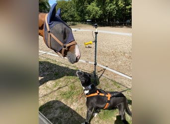 BLANCA ❤️ Sonnenschein Familienhündin, Pflegefamilie Köln