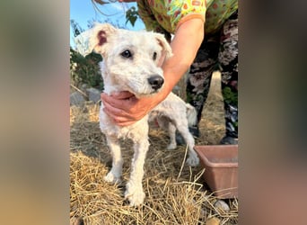 Kefir, geboren 20.04.2020, 29cm sucht sein Körbchen