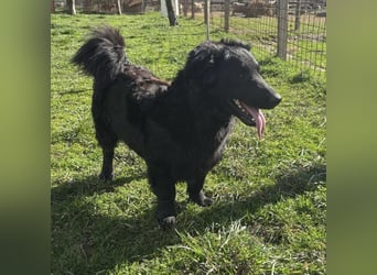 Ćiro ein Familienhund für Kinder