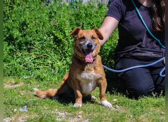 Kali, Mix Dackel / Pinscher, lieb und verträglich