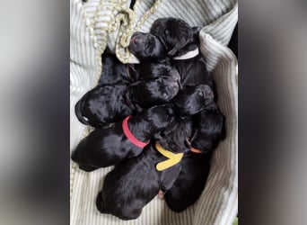 OEB Mix Welpen ideale Familienhunde