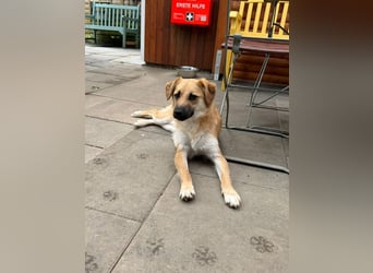 ♥PEPITO♥ neu auf Pflegestelle bei Köln - niedlicher, verspielter, fröhlicher Jungspund 46cm