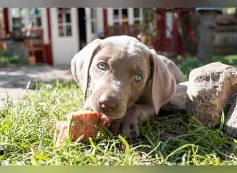 Weimaraner-Mix Welpen aus liebevoller Verpaarung – 12 kleine Wunder suchen ihr Zuhause