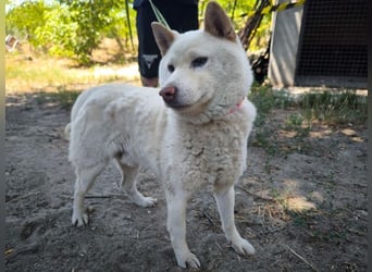Hachi, sanfter Traumhund, ca. 10 Jahre, ca. 37 cm, ca. 11 kg