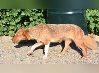 JOLENE-wunderschöne Strubbelmaus mit goldenem Herzen sucht ihre liebevolle "Für-immer-Familie"