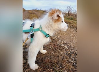 Fröhlicher Welpe Buddy