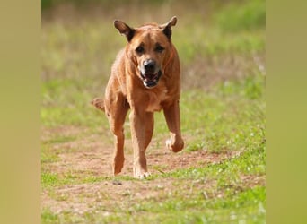 Markus (Spanien) - sucht dringend liebevolles Zuhause
