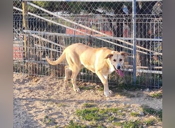 Brooklyn - riesiges Herz sucht riesige Couch