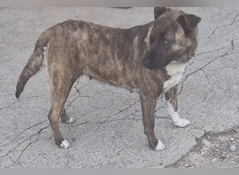 Bin ich ein Malinois Mix Mädel?
