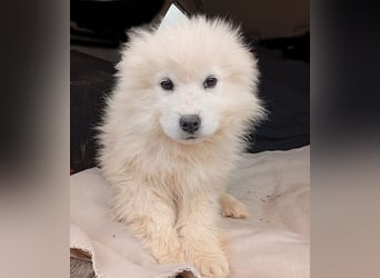 (R) ❤️ kleine Schneeflocke NERO - 3,5 Monate, später 54cm - Samojede
