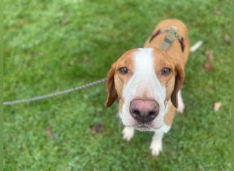 Moka Posavski Gonic Mischling Jagdhund Hündin sucht Zuhause für immer