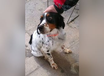 Milo - freundlicher Setter sucht sein Für-immer-Zuhause