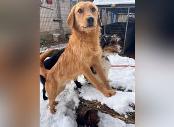 Kuckuck, wer schenkt Traumhund OLIVER ein liebevolles Zuhause?