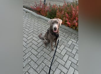 Wunderschöner silberner Labrador - 1.5 Jahre alt 