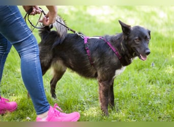 Normita - kluge, verspielte junge Hündin - Tierhilfe Franken e.V.