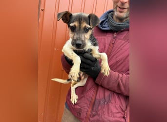Zümi, geboren 10.12.2024, 29cm sucht ihre Menschen