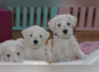 Zwergschnauzer Rüde weiß