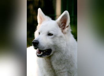 Weißer Schweizer Schäferhund Deckrüde