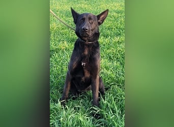 Himerra - schlau und lernwillig