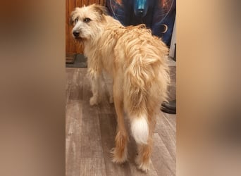 EDDI 3 J., kastr., ist auf der Suche nach seinen Herzensmenschen