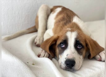 Pimock, geb. 03/2025, lebt in GRIECHENLAND, im städt. Tierheim Serres