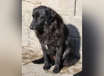 GORDI❤️liebes, verschmustes kroat. Schäferhund-Mix-Mädel