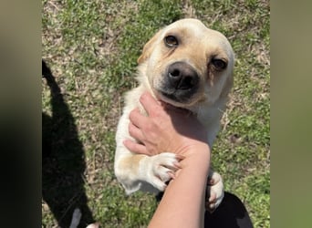 Berlin ein Smiley Dog