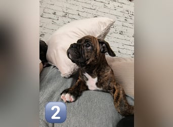 Wundervolle Bulldoggen-Welpen suchen ihr Für-Immer-Zuhause!