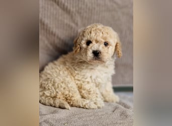 Maltipoo Welpe Rüde