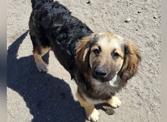 Julio ❤️ sozialer Jungrüde sucht dich!