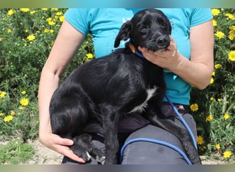 Kira, Mix Podengo / Labrador, lieb und verträglich