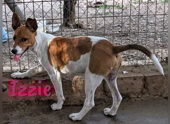 Izzie geb. 02/2025 (ESP) - aufgeschlossene, clevere Bodeguero-Mix Welpin!
