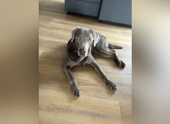 Wunderschöner silberner Labrador - 1.5 Jahre alt 