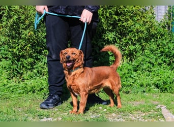 Amora, Mix Dackel / Pinscher, lieb und verträglich
