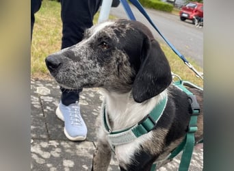 Merlin sucht eine liebevolle Familie