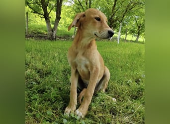 Linja eine elegante kleine Dame