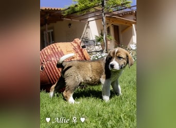 Allie, Adam und Ajax suchen ein Zuhause