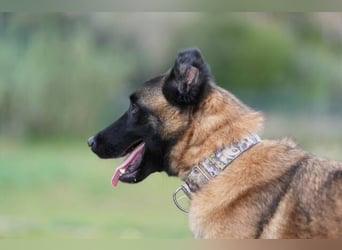 Hudson (Spanien) – unser Kein-Ohr-Malli