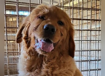 FELIX❤️ junger Chow-Chow-Retriever-Mix: freundlich, sozial und menschenbezogen