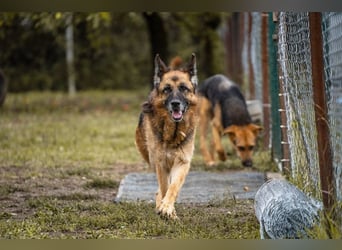 Tina: Traumhund sucht Traumzuhause
