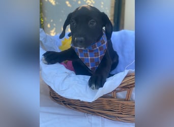 Fredi LM - Zuhause gesucht – Neun kleine Hundekinder auf großer Mission