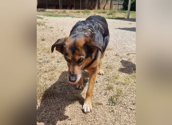 liebenswürdige Stella sucht ihr kuscheliges Zuhause für Immer
