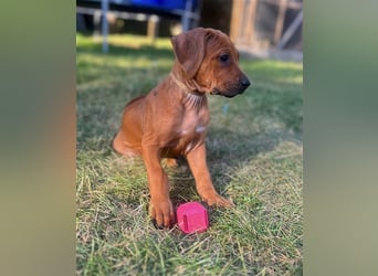 Reinrassige Rhodesian Ridgebackwelpen suchen ein liebevolles zu Hause