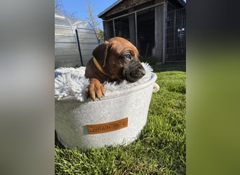 Rhodesian Ridgeback Welpen