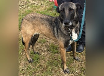 Traumhund Nela