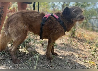 KOKO - ein total goldiges Mädchen sucht ein Zuhause
