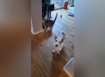 Corgi Mischlings-Rüde Peppi (Strolch) sucht sein Glück