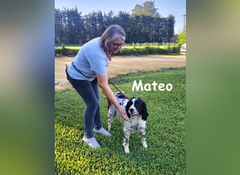 Mateo 06/2020 (ESP) - sehr sozialer und anhänglicher Bretonischer Spaniel!