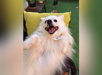Merlin SR – Fröhlicher Spitz-Rüde sucht neues Zuhause
